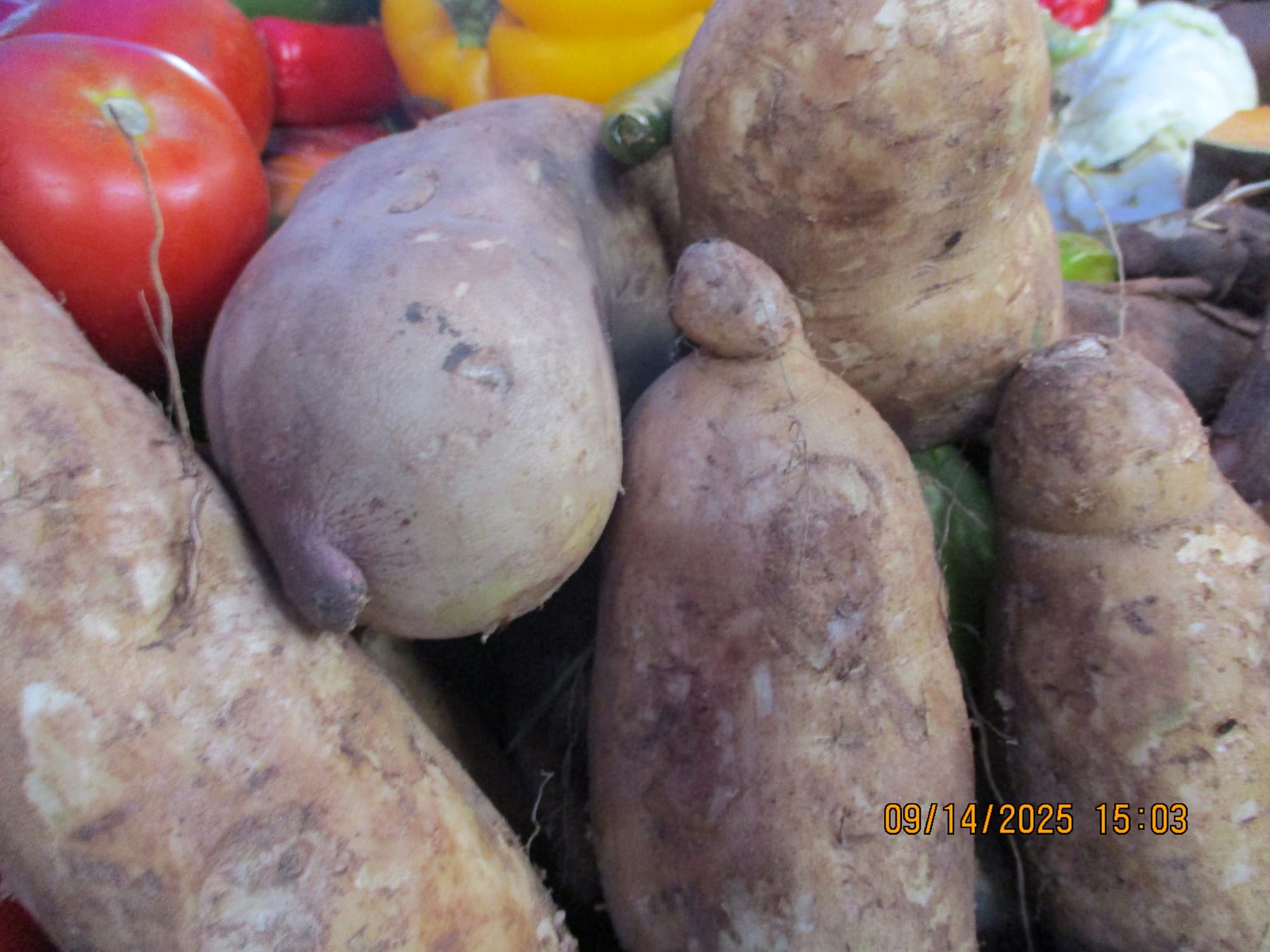 pomme de terre